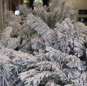 Pine Stems &#39;Snow&#39; (Alaskan Pine) (Various Lengths) (Per stem)