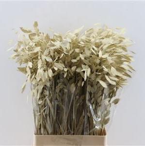 Grass &#39;Sea Oats&#39; (Painted) (Various Colours) (x50)