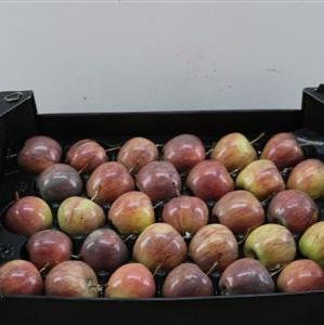 Waxed &#39;Apples&#39; (Various Colours) Tray (x30)