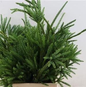 Cryptomeria &#39;Japanese Cedar&#39; Green (Various Sizes)