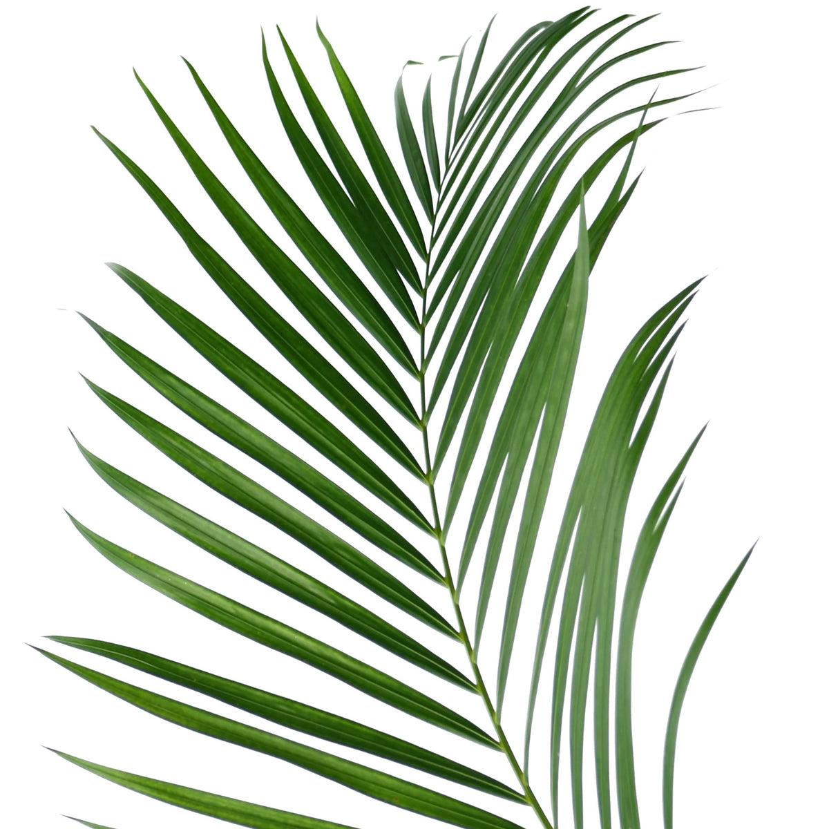 Palm &#39;Areca&#39; (Various Sizes)