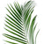 Palm 'Areca' (Various Sizes)