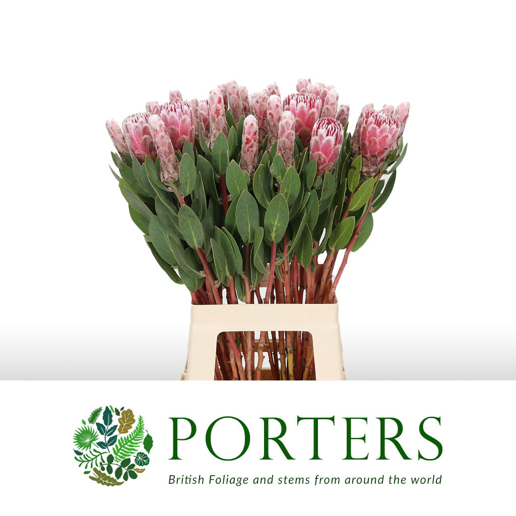 Protea &#39;Ivy Protea&#39; (Various Lengths)