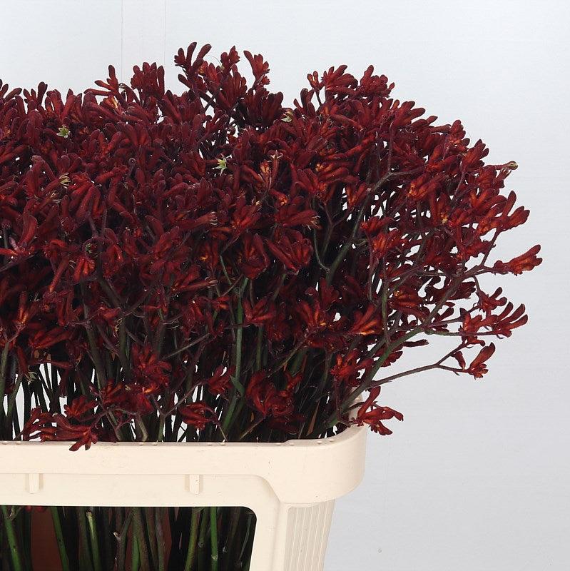 Kangaroo Paw &#39;Ruby&#39; 80cm (x10)