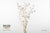 Lantern Flower (Bleached) (DRY) 60cm (x5)