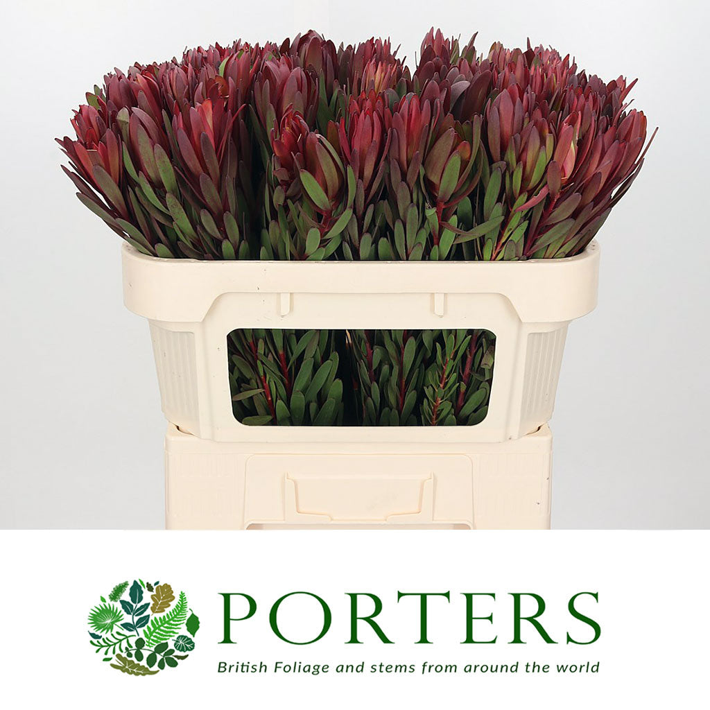 Leucadendron &#39;Safari Sunset Spray&#39; (Various Lengths)