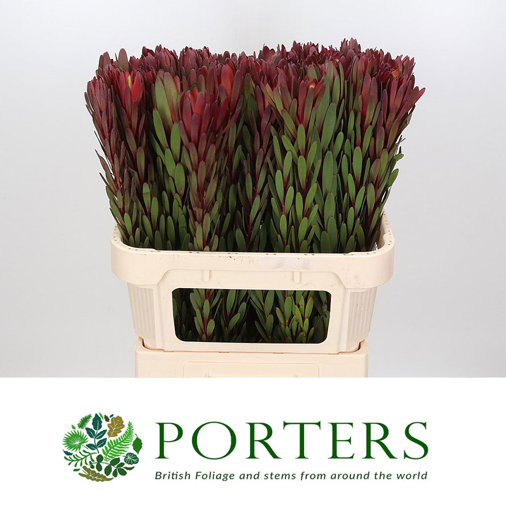 Leucadendron &#39;Safari Sunset Spray&#39; (Various Lengths)