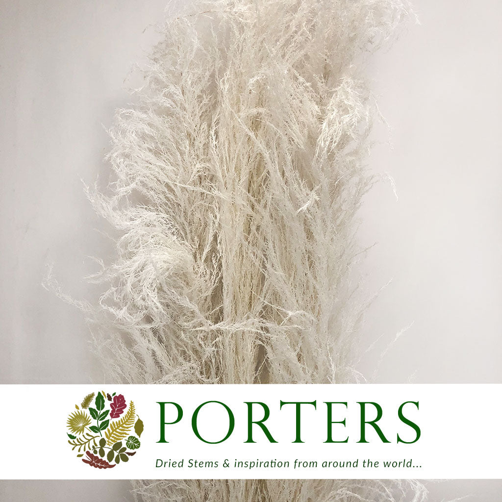 Grass &#39;Pampas&#39; (Sacuara) (Bleached) (DRY) (Various Sizes)