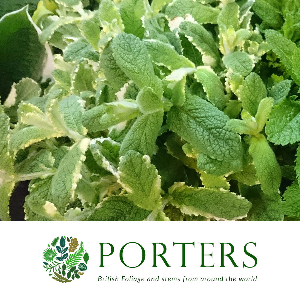 Mint &#39;Variegated&#39; (Cultivated E) (Various Sizes)