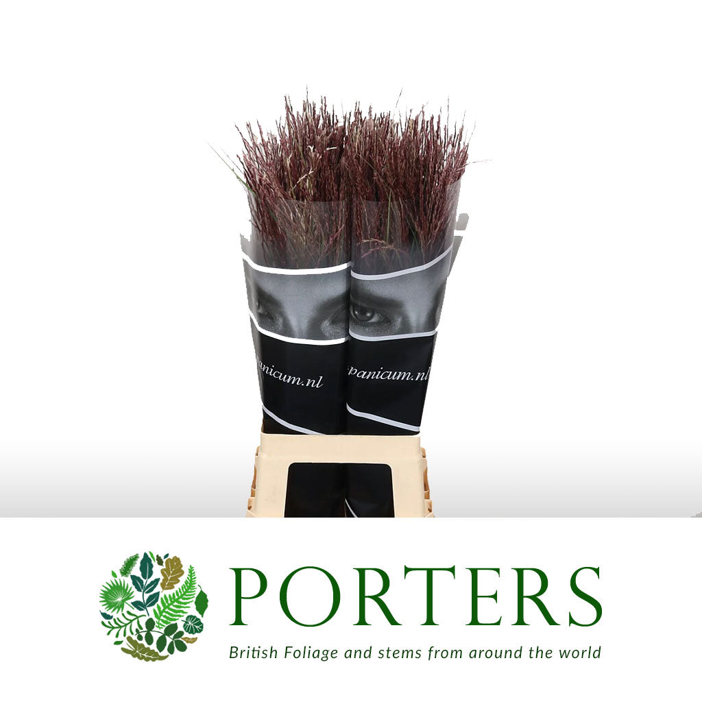 Grass &#39;Miscanthus&#39; (Rotfelder Red) (Various Lengths)