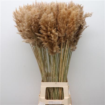 Grass &#39;Pampas&#39; (Cortaderia) (Natural) (DRY) 100cm (x10)