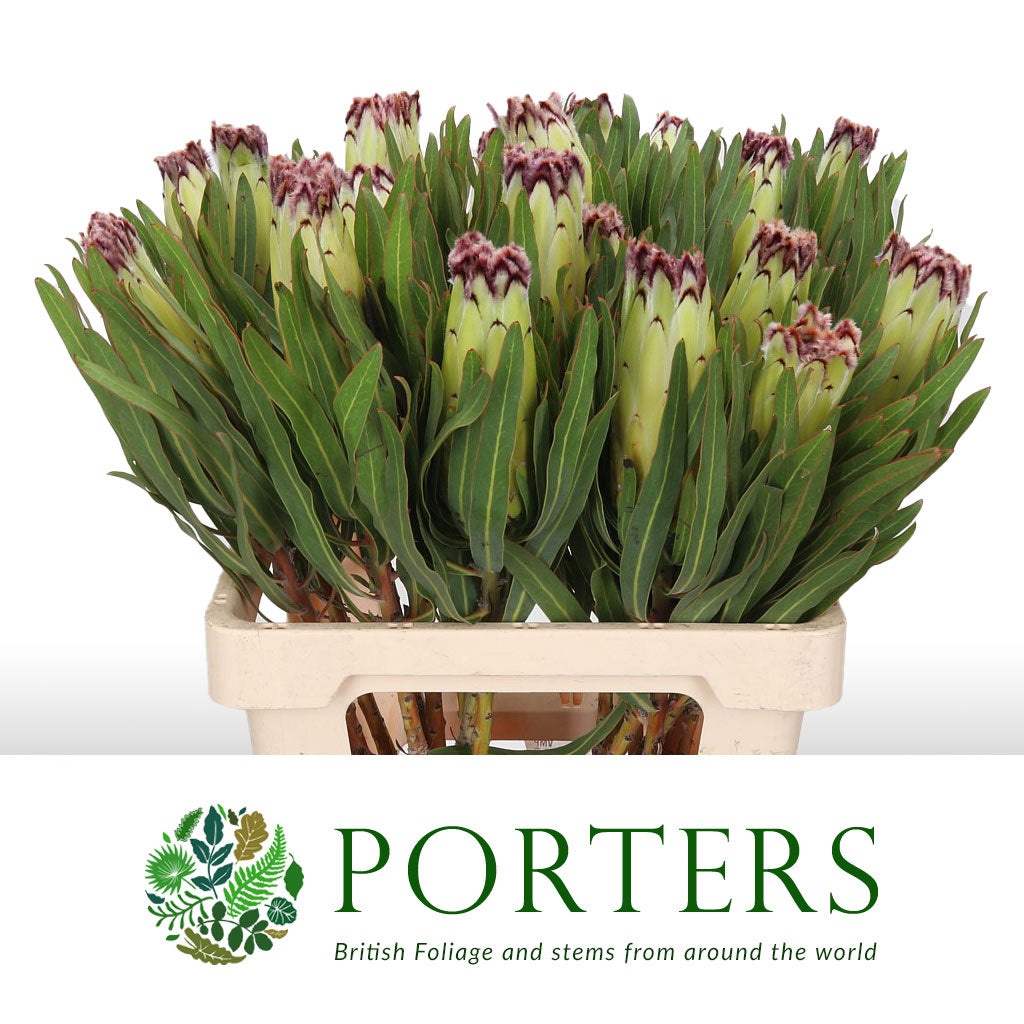 Protea &#39;Nerifolia Limelight&#39; (Various Lengths)