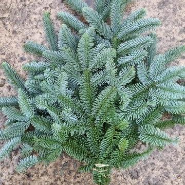 Pine &#39;Nobilis&#39; Hand Bunch (500g) (x10)