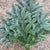 Pine 'Nobilis' Hand Bunch (500g) (x10)