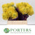 Pincushion Protea 'High Gold' (Various Lengths)