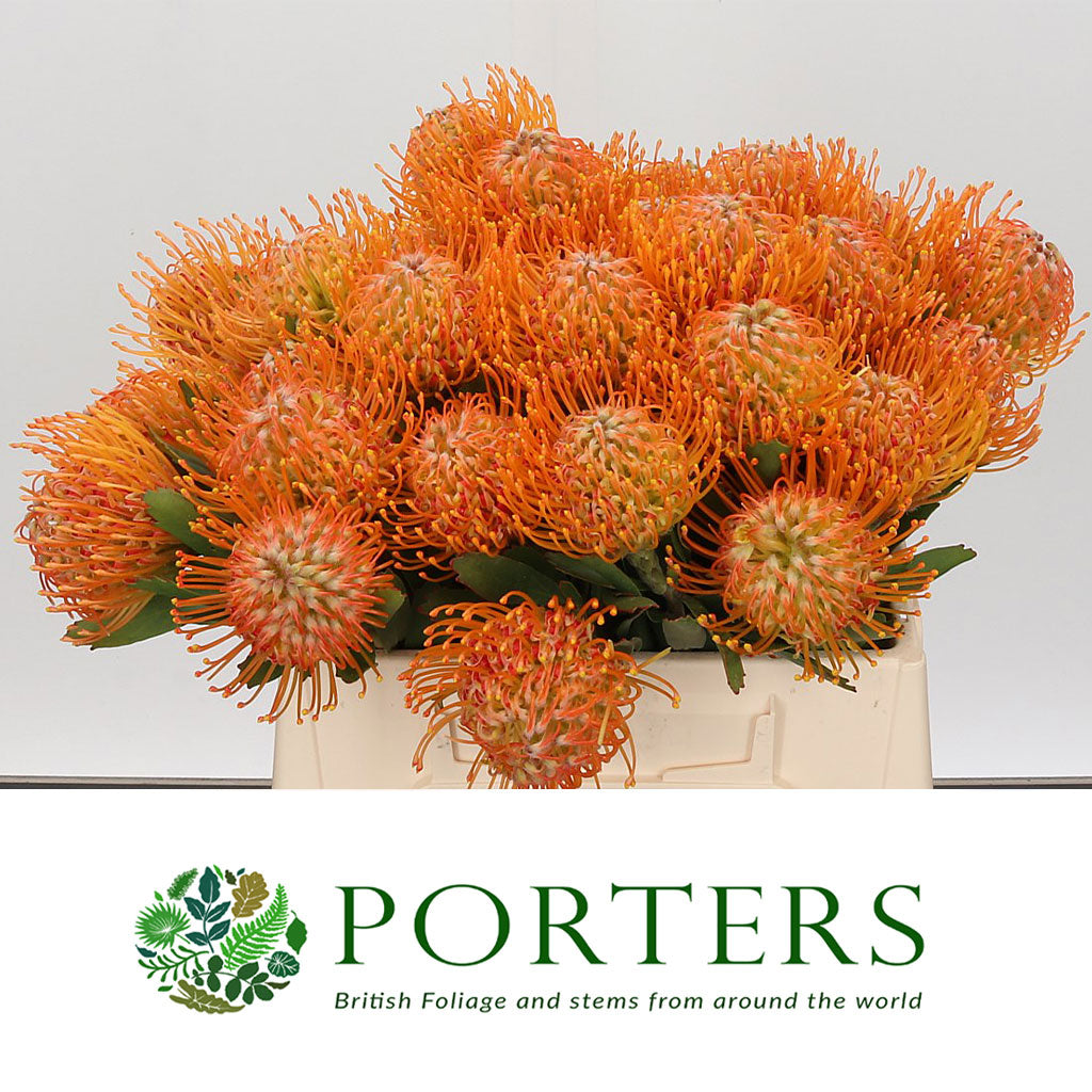 Pincushion Protea &#39;Soliel&#39; (Various Lengths)