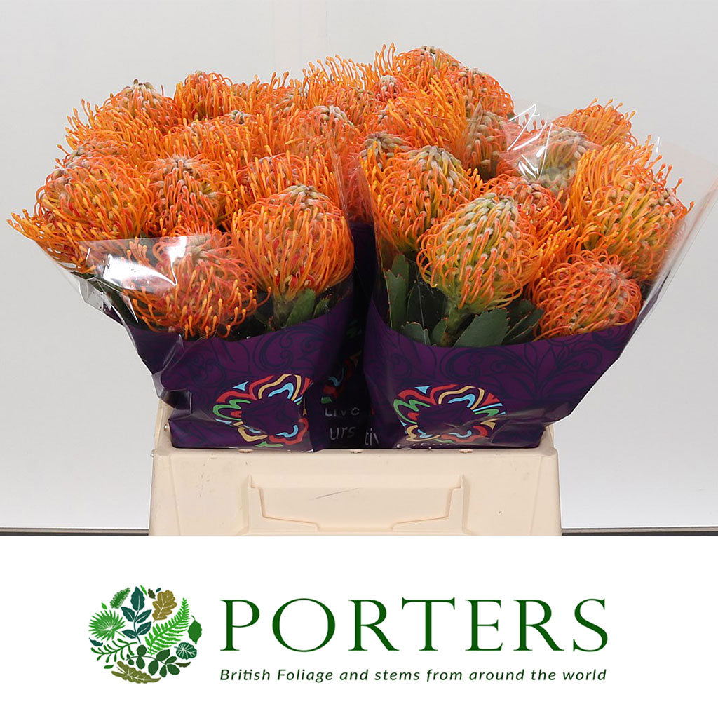 Pincushion Protea &#39;Soliel&#39; (Various Lengths)