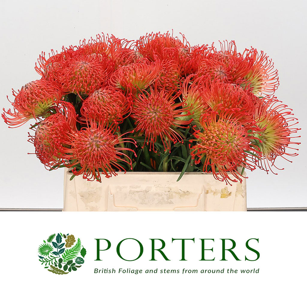 Pincushion Protea &#39;Succesion&#39; (Various Lengths)