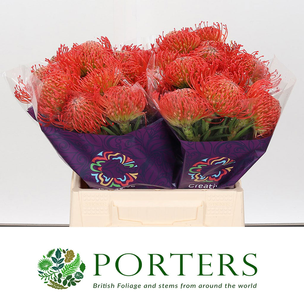 Pincushion Protea &#39;Succesion&#39; (Various Lengths)