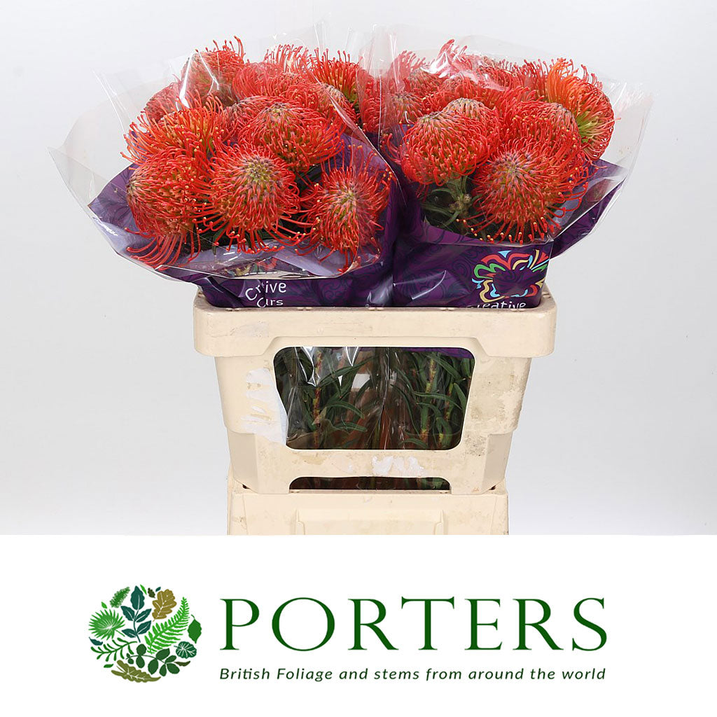 Pincushion Protea &#39;Succesion&#39; (Various Lengths)