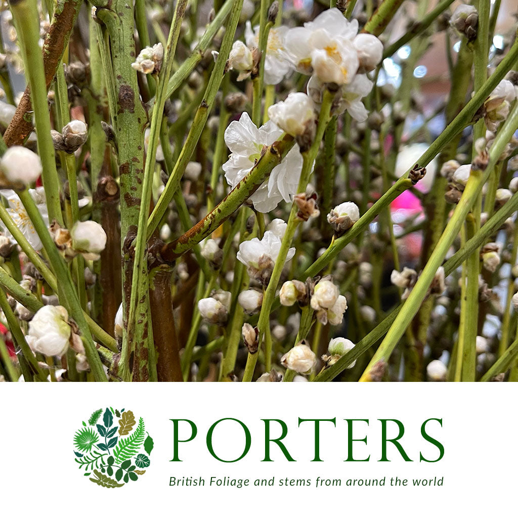 Blossom &#39;White&#39; (Peach) &#39;Cultivated&#39; (Various Lengths)