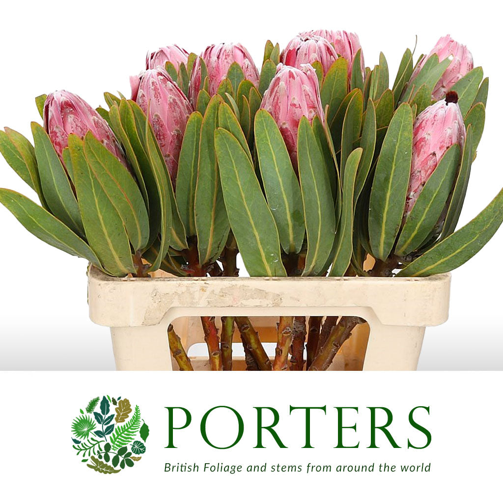 Protea &#39;Pink Lady&#39; (Various Lengths)