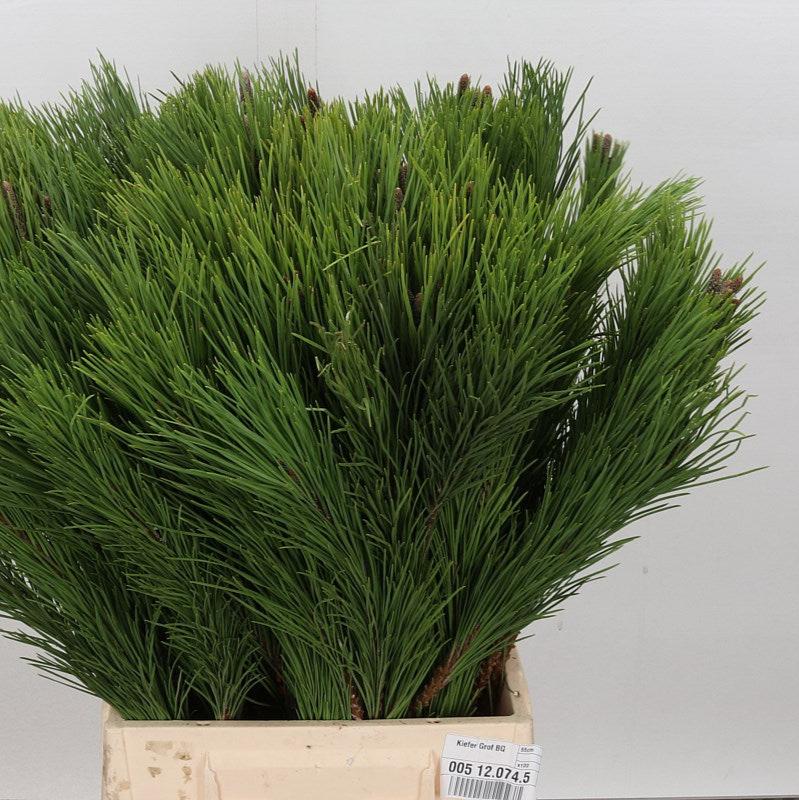 Pine &#39;Strobus&#39; (Thick) 55cm (x10)