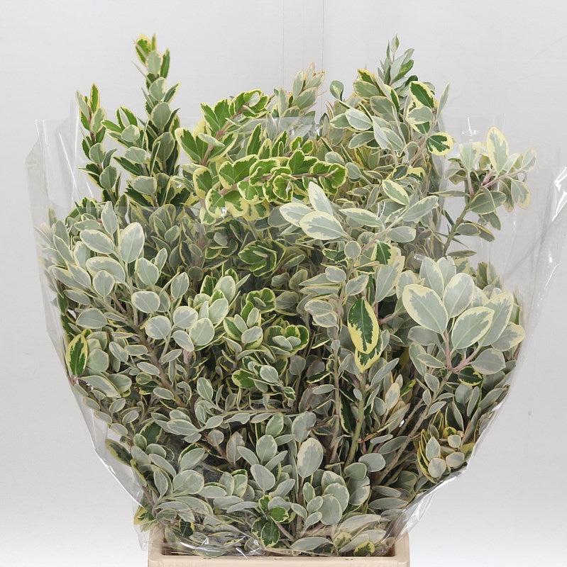 Pittosporum &#39;Ralphi&#39; (Variegated) 50cm (200g)