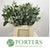 Pittosporum 'Ralphi' 50cm (Various Sizes)