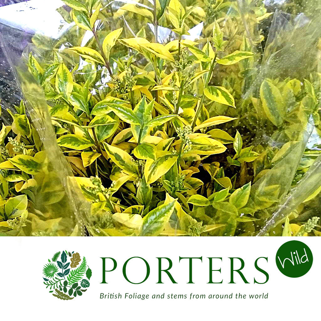 Privet &#39;Foliage&#39; (Verigated) (Wild) (Various Sizes)