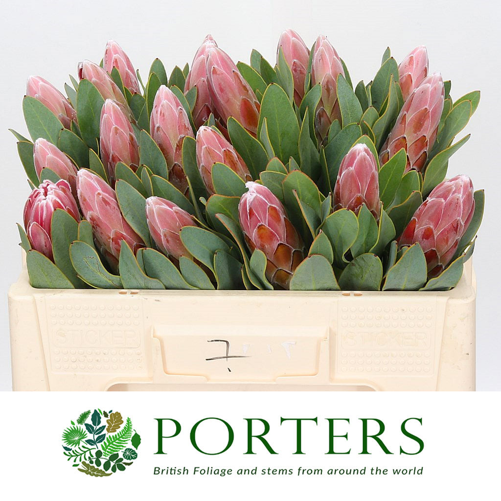 Protea &#39;Penny Pink&#39; (Various Lengths)