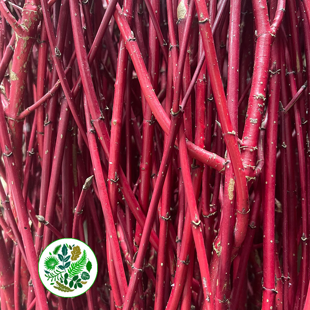 Dogwood &#39;Red&#39; (Wild) (Various Lengths)