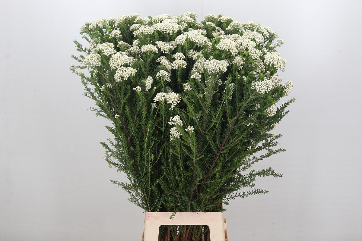 Riceflower &#39;White&#39; (Various Sizes)