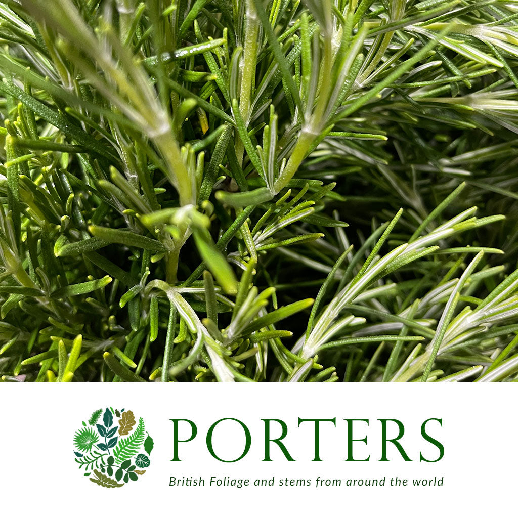 Rosemary &#39;Herb&#39; (Wild) (Various Sizes)