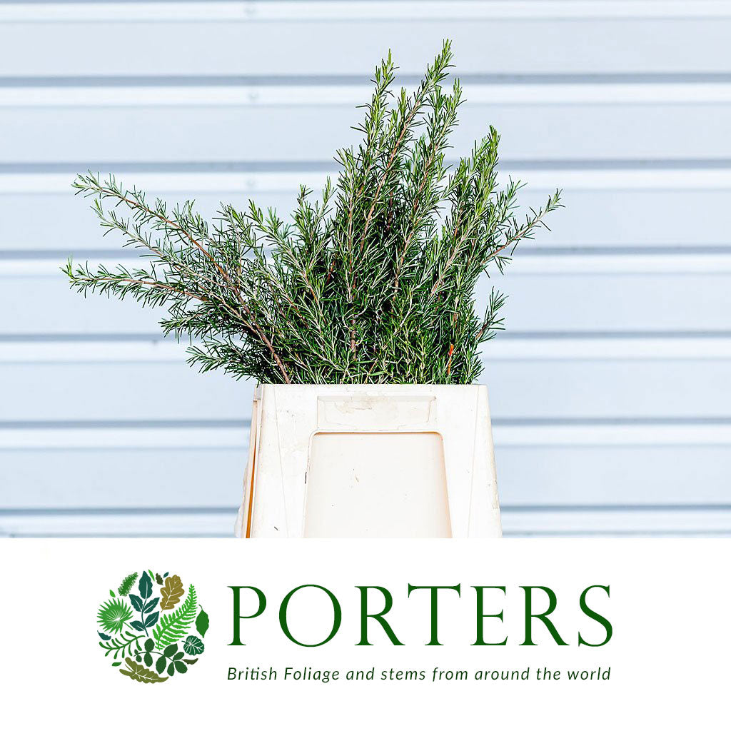 Rosemary &#39;Herb&#39; (Wild) (Various Sizes)