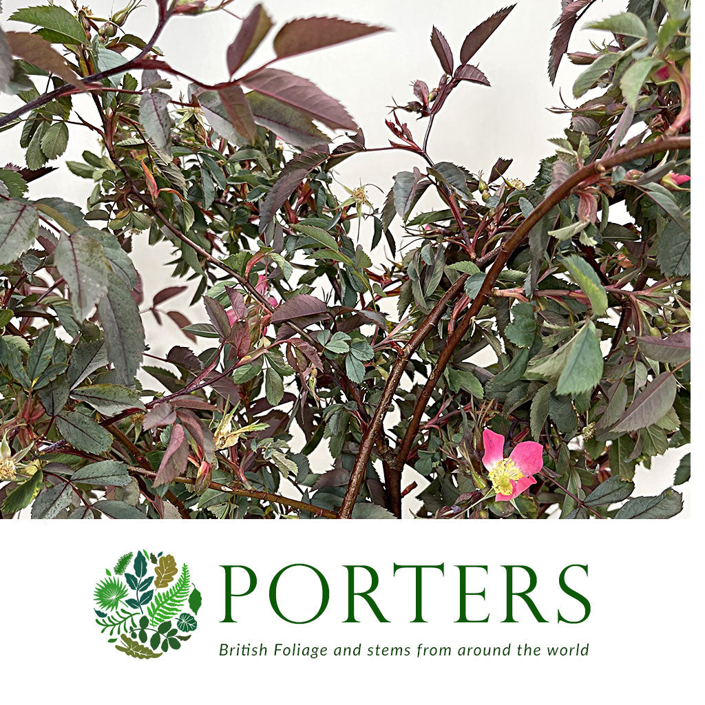 Rubrifolia &#39;Rose Foliage&#39; (Cultivated E) (Various Lengths)