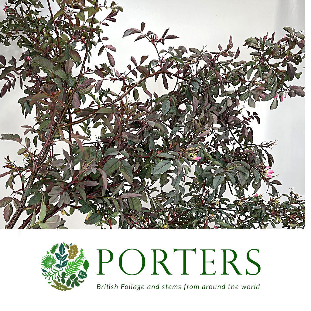 Rubrifolia &#39;Rose Foliage&#39; (Cultivated E) (Various Lengths)