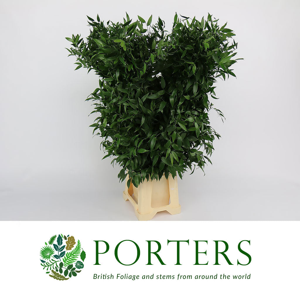 Ruscus &#39;Trailing&#39; (Super Long) (Various Sizes)