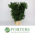 Ruscus 'Trailing' (Super Long) (Various Sizes)