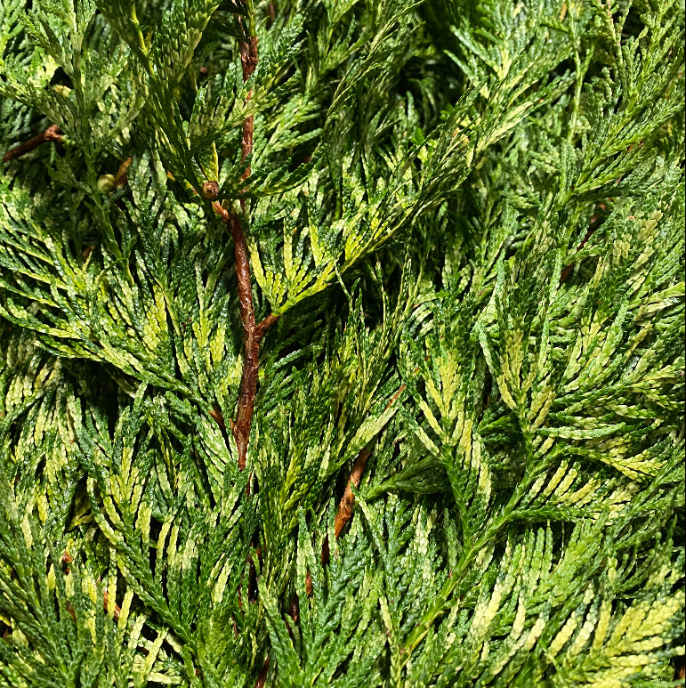 Conifer &#39;Flat&#39; (Wild) &#39;Cypressus&#39; (Various Types)