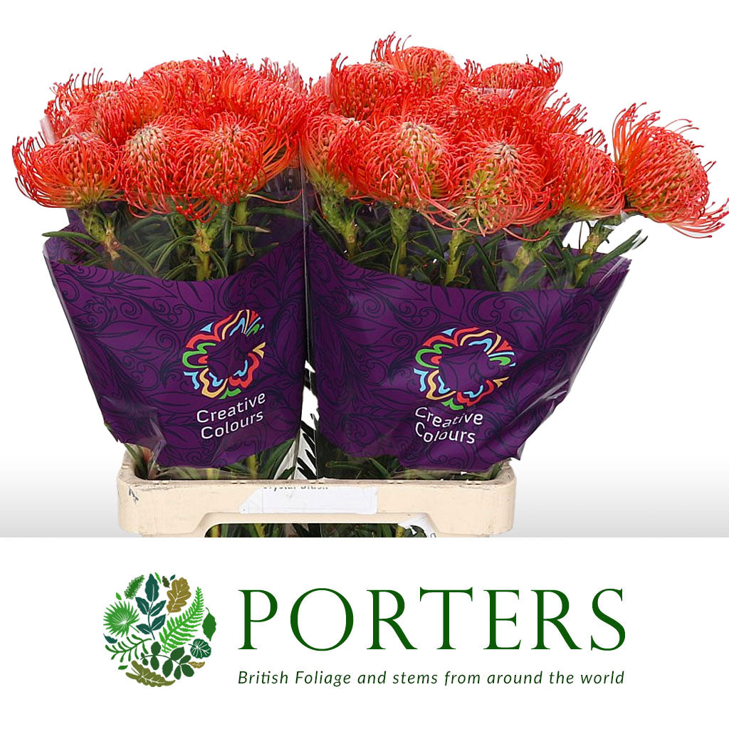 Pincushion Protea &#39;Succesion&#39; (Various Lengths)