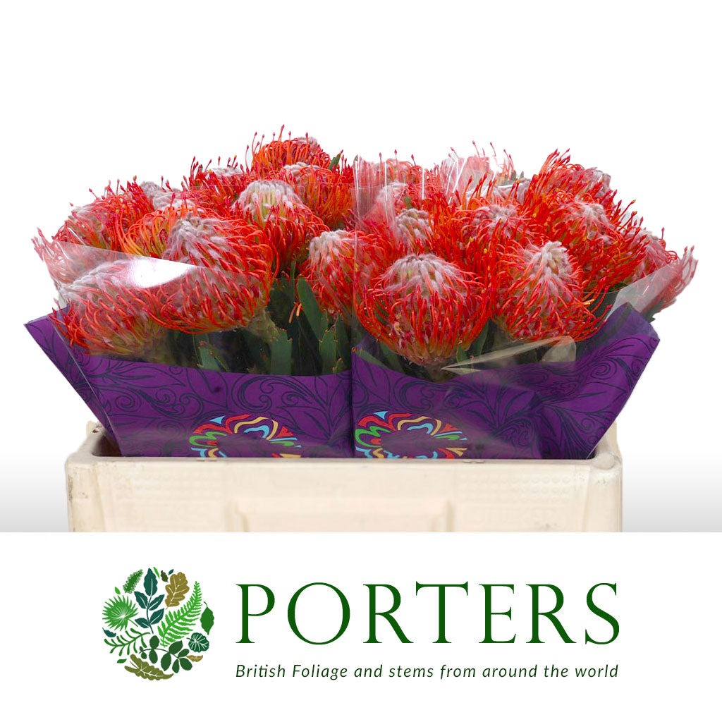 Protea Pincushion &#39;Tango&#39; (Various Lengths)