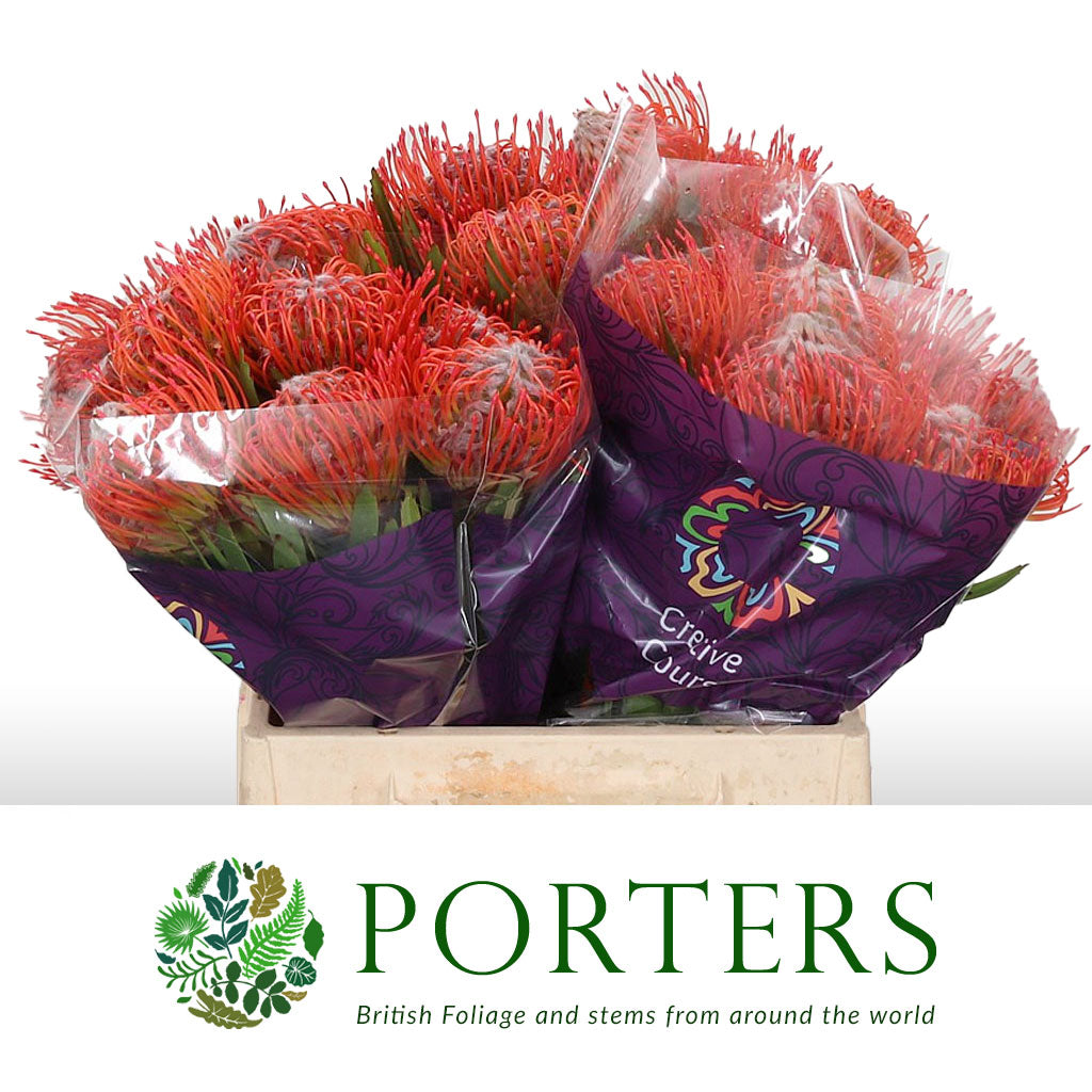 Protea Pincushion &#39;Tango&#39; (Various Lengths)