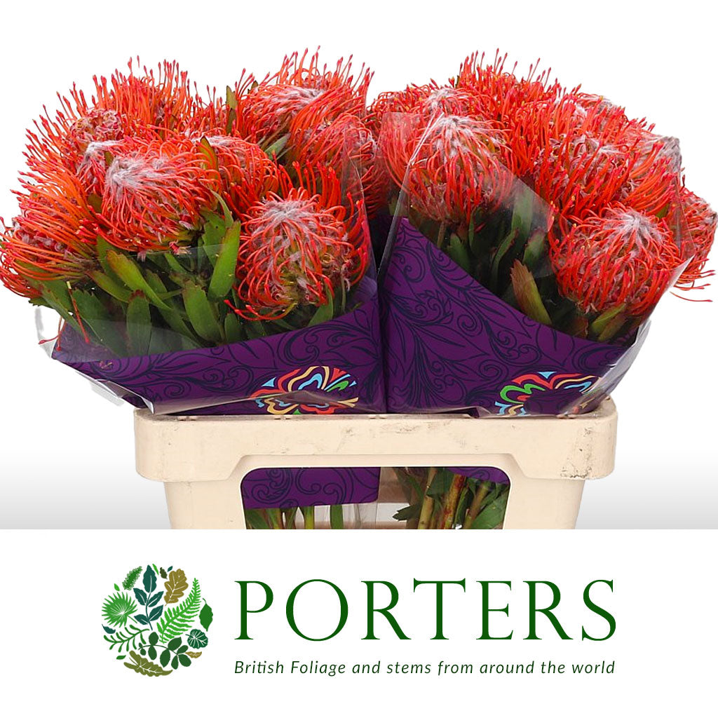 Protea Pincushion &#39;Tango&#39; (Various Lengths)