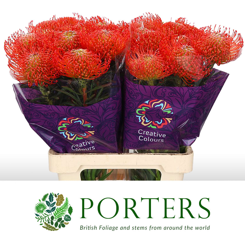 Protea Pincushion &#39;Tango&#39; (Various Lengths)