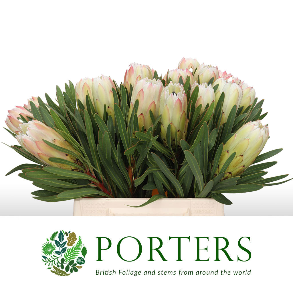 Protea &#39;White Night&#39; (Various Lengths)