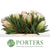 Protea 'White Night' (Various Lengths)