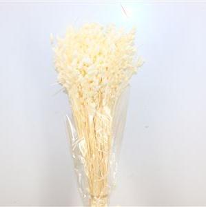 Grass &#39;Briza&#39; (Bleached) (DRY) 50cm