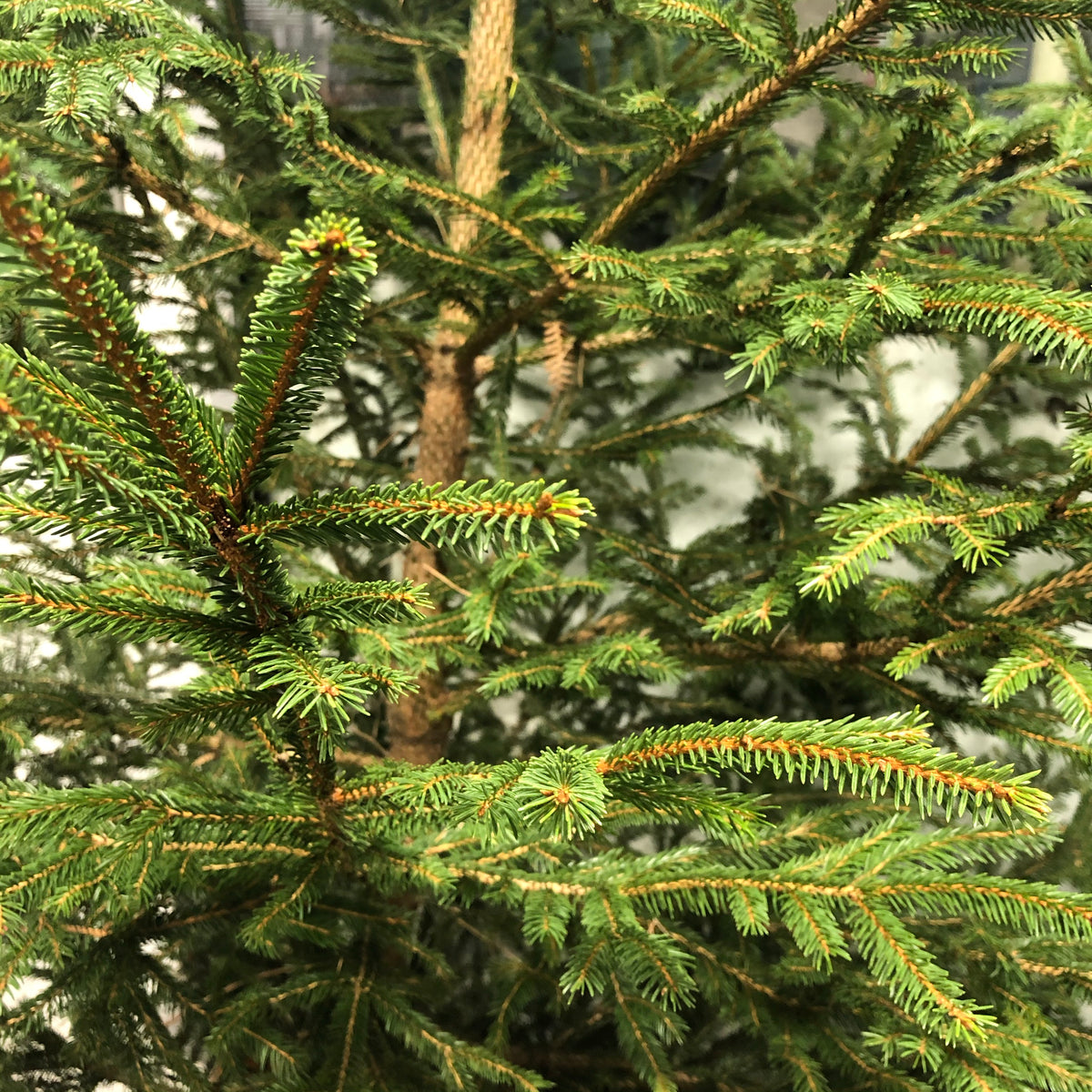 Pine &#39;Christmas Pine&#39; (Trees) (Various Heights) Traditional Type