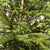 Pine 'Christmas Pine' (Trees) (Various Heights) Traditional Type